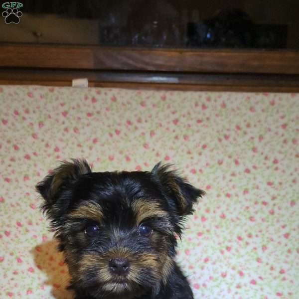 Gracie, Yorkie Puppy