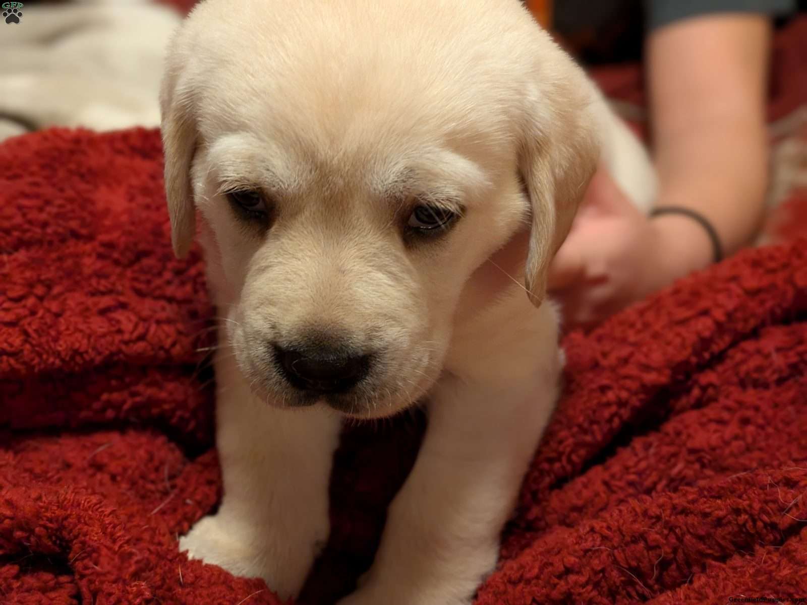 Victoria Yellow Labrador Retriever Puppy For Sale in Pennsylvania