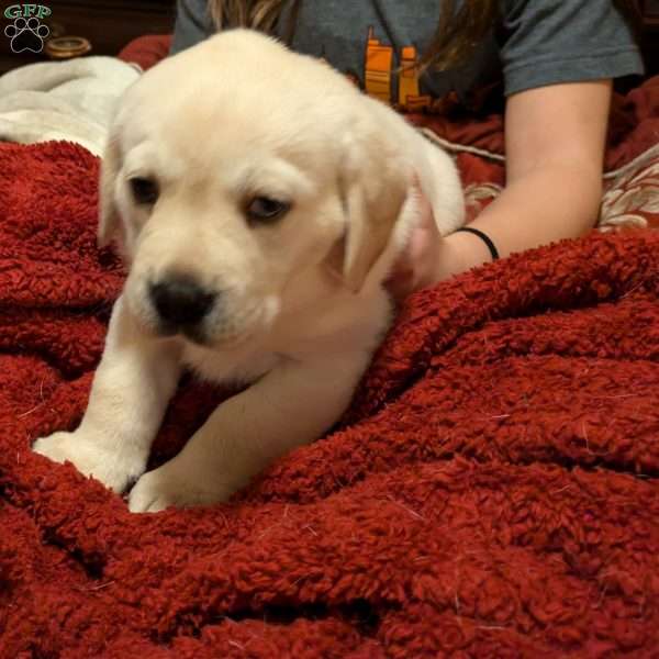 Daisy Yellow Labrador Retriever Puppy For Sale in Pennsylvania
