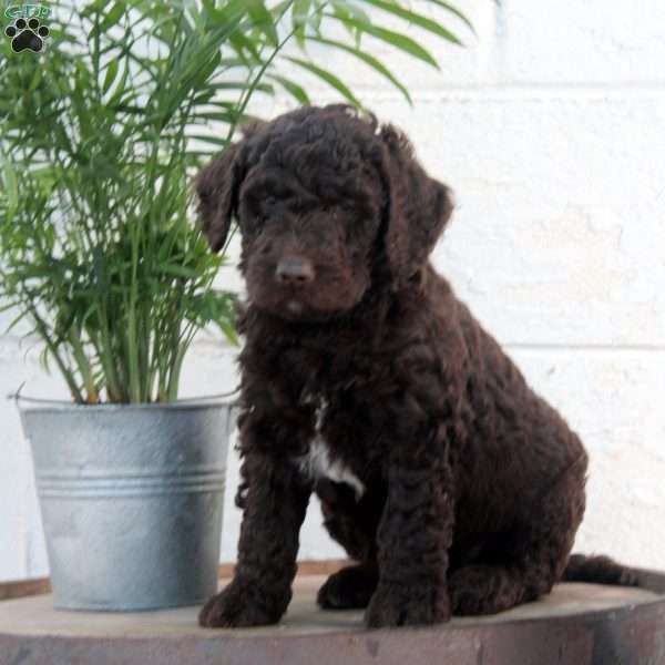 Pablo, Labradoodle Puppy