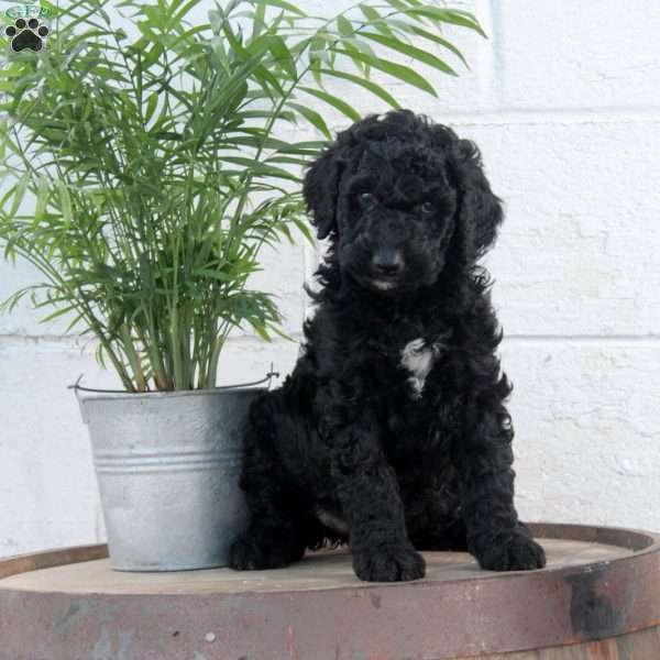 Paige, Labradoodle Puppy