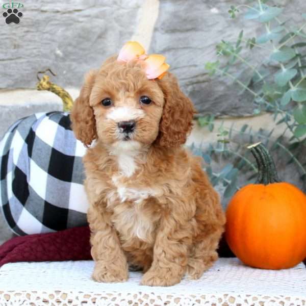 Paige, Cockapoo Puppy