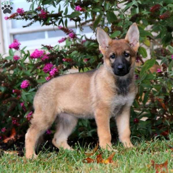 Paige, German Shepherd Puppy