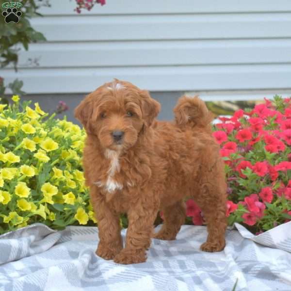 Paisley, Mini Goldendoodle Puppy