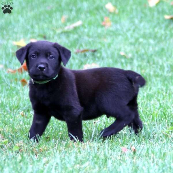 Pappa, Black Labrador Retriever Puppy