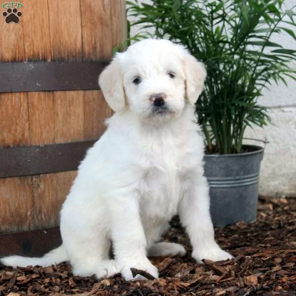 Paris, Labradoodle Puppy