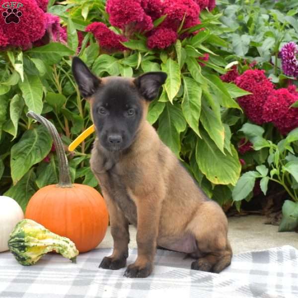 Paris, Belgian Malinois Puppy