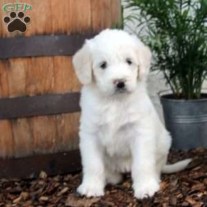 Paris, Labradoodle Puppy