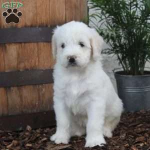 Paris, Labradoodle Puppy