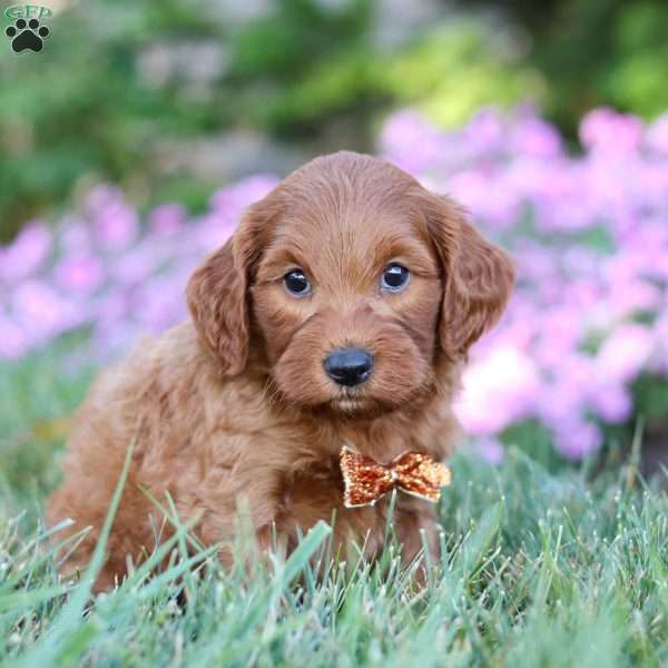 Parker, Mini Goldendoodle Puppy