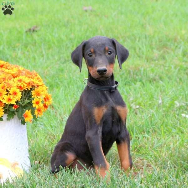 Parker, Doberman Pinscher Puppy