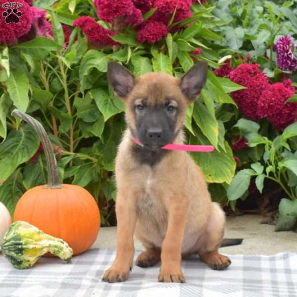 Parker, Belgian Malinois Puppy