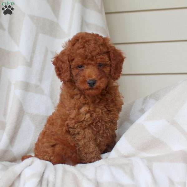 Parker, Miniature Poodle Puppy