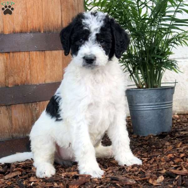 Parker, Labradoodle Puppy