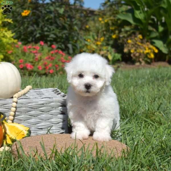 Parker, Bichon Frise Puppy