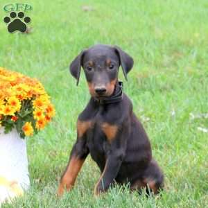 Parker, Doberman Pinscher Puppy