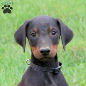 Parker, Doberman Pinscher Puppy