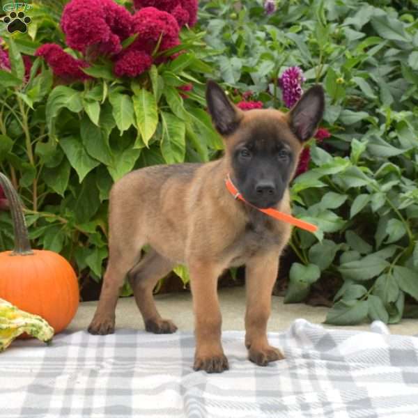 Patch, Belgian Malinois Puppy