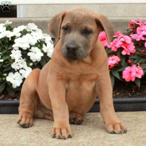 Patch, African Boerboel Puppy