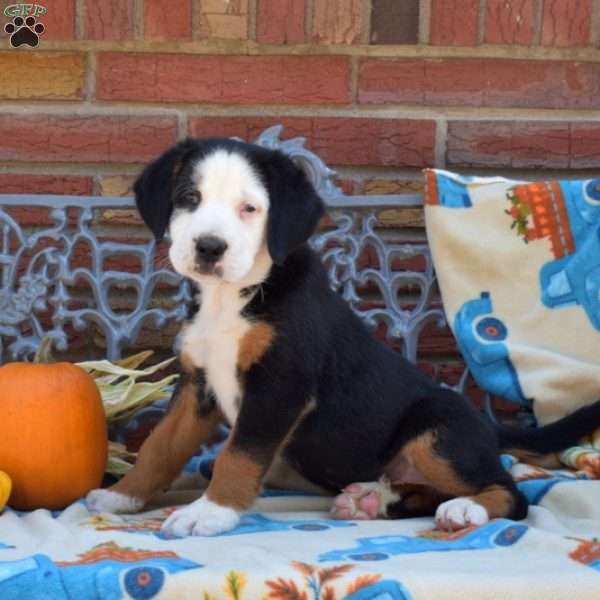 Patch, Labernese Puppy