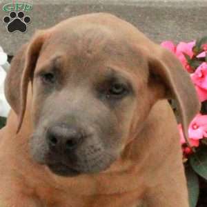 Patch, African Boerboel Puppy