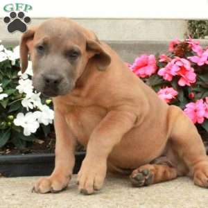 Patch, African Boerboel Puppy