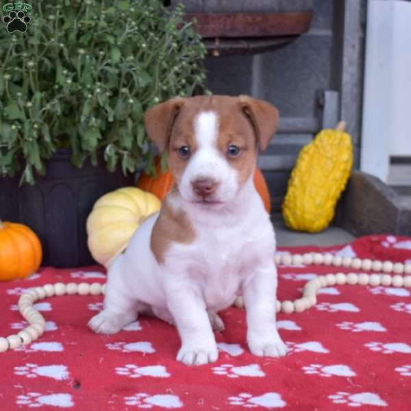 Patches, Jack Russell Terrier Puppy