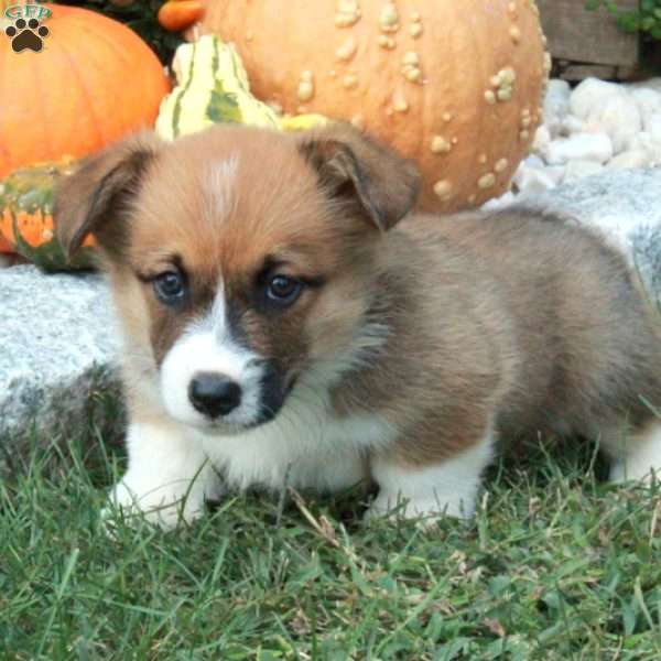 Patches, Pembroke Welsh Corgi Puppy