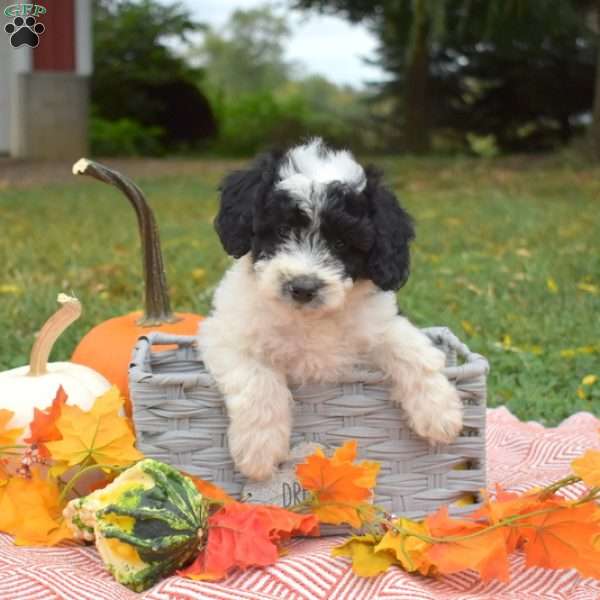 Patches, Miniature Poodle Mix Puppy