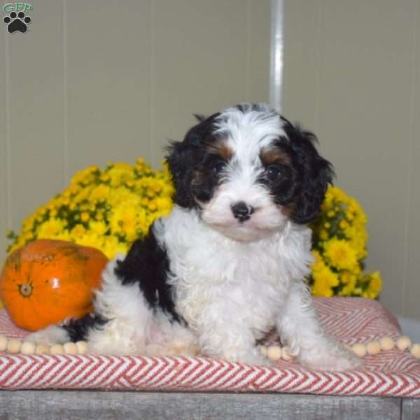 Patches, Cavapoo Puppy