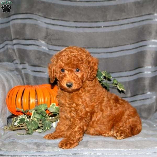 Patches, Miniature Poodle Puppy