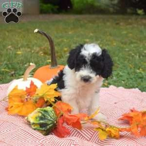 Patches, Miniature Poodle Mix Puppy