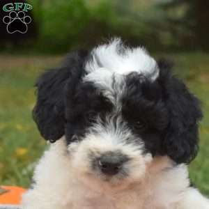 Patches, Miniature Poodle Mix Puppy