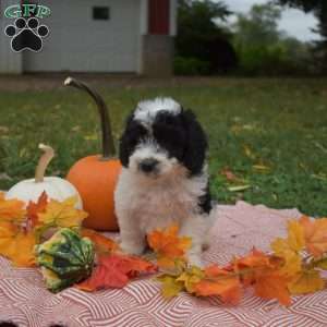 Patches, Miniature Poodle Mix Puppy