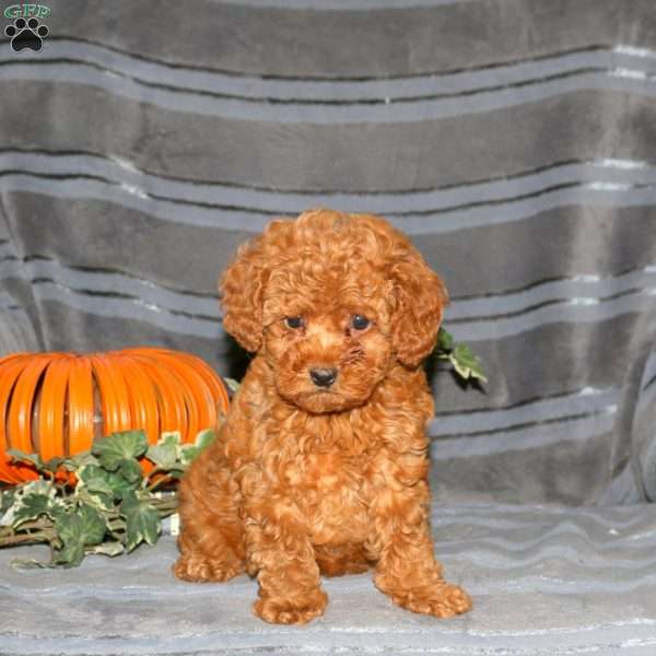 Patchouli, Miniature Poodle Puppy