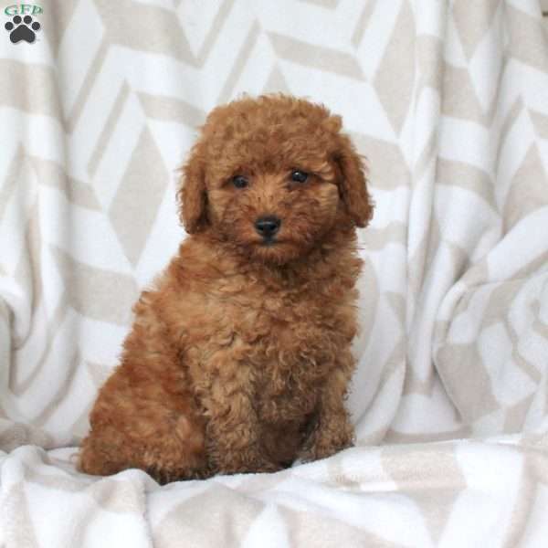 Patrick, Miniature Poodle Puppy