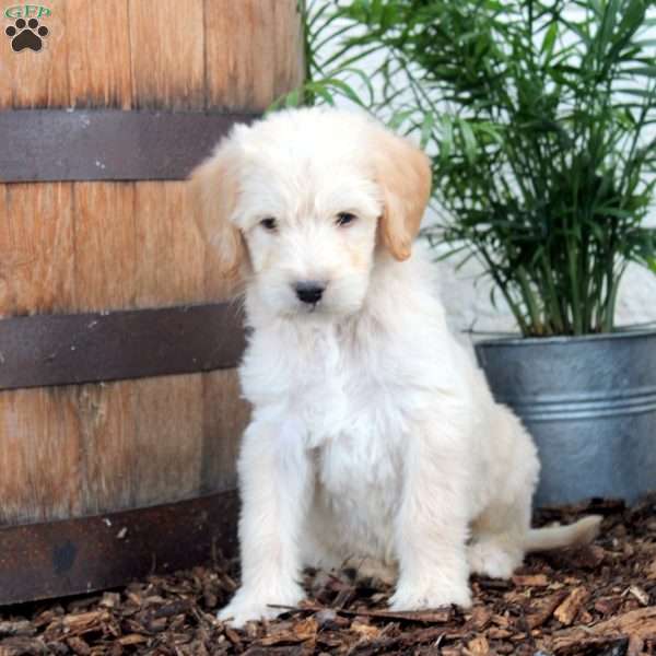 Paul, Labradoodle Puppy