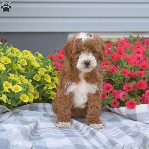 Paws, Mini Goldendoodle Puppy