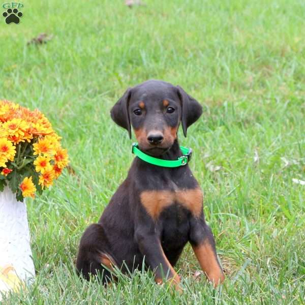 Paxton, Doberman Pinscher Puppy