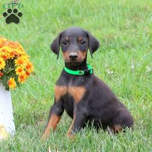 Paxton, Doberman Pinscher Puppy