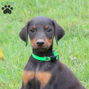 Paxton, Doberman Pinscher Puppy