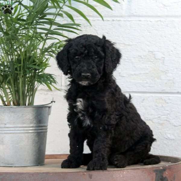 Payton, Labradoodle Puppy