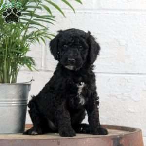 Payton, Labradoodle Puppy