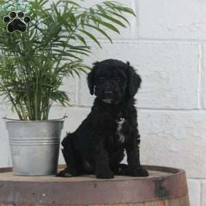 Payton, Labradoodle Puppy