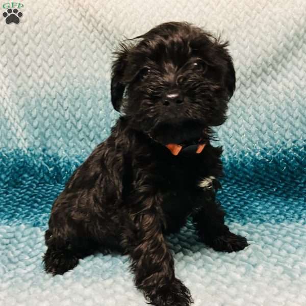 Peach, Miniature Schnauzer Puppy