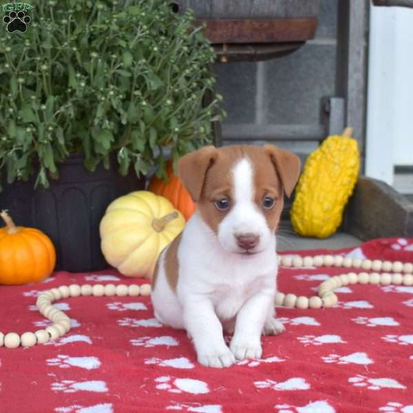 Peanut, Jack Russell Terrier Puppy