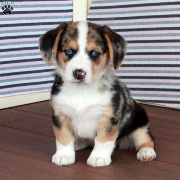 Pearl, Welsh Corgi Mix Puppy