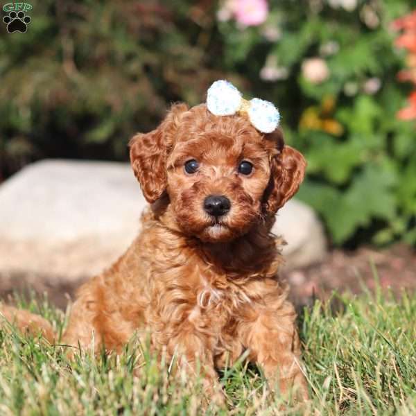 Pearl, Mini Goldendoodle Puppy