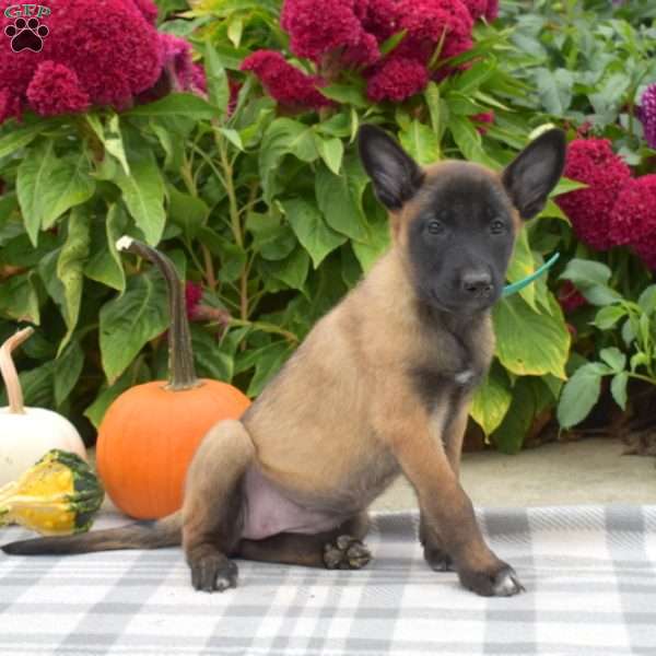 Pebbles, Belgian Malinois Puppy