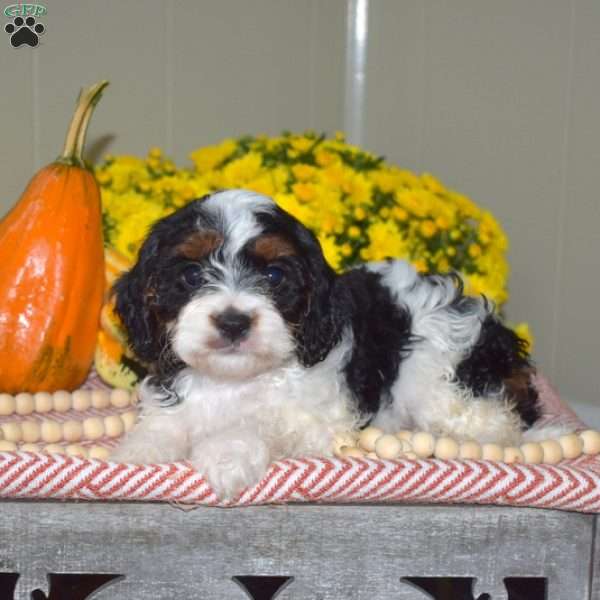 Pebbles, Cavapoo Puppy